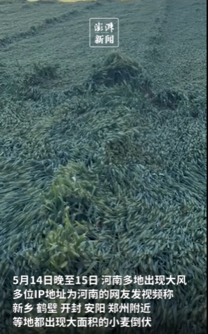 河南大风致多地小麦倒伏 强对流天气预警