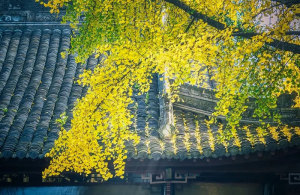 成都文殊院最美银杏季