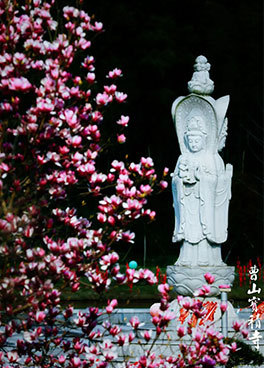 曹山宝积寺花朝之春：古刹胜境，繁花盛宴