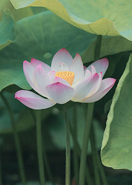 美图欣赏丨普陀山莲花盛开