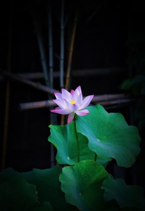 葱蒜韭菜都是植物，为什么佛弟子不吃呢？