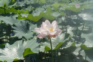 夏日入寺着装请注意