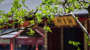 寺院过堂的那些规矩，你知道吗？