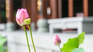 “劫”到底是什么？究竟能否躲得过