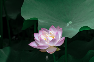 一切处、一切事，勿被境转