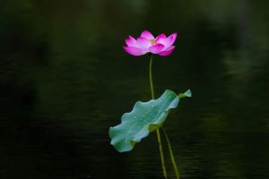 福德和功德的共同点是什么？有什么差别？