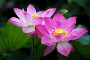 日常生活如何实践广修供养？