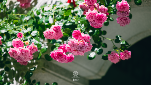 什么是妙见菩萨，供奉妙见菩萨有什么功能？