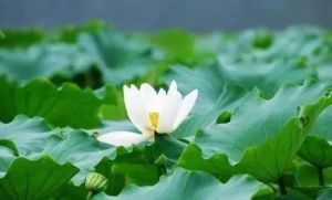 “平常心是道”做何解？