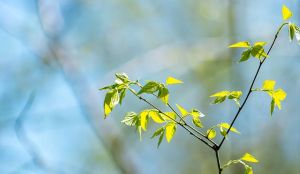 鸟听经闻法得生忉利天