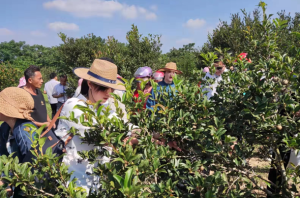 琼海传统山柚产业助力农户就业创业