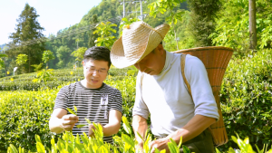高素质农民培育风采录|茶香里的“领头雁”——返乡创业者周立波以“茶”带富乡邻