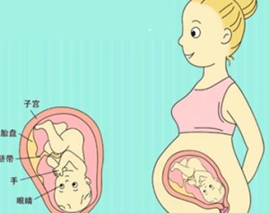 胎儿发育标准 胎儿九个月发育标准是什么