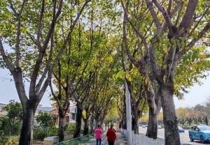 广州大规模迁移砍伐树木 市委副书记等10人被问责