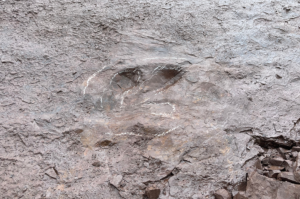 广东肇庆首次发现恐龙遗迹 系一初中生最初发现