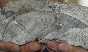 中国科学家发现4.1亿年前“硕大西屯鱼”