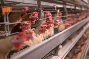 马来西亚总理宣布自6月起停止每月360万只鸡出口