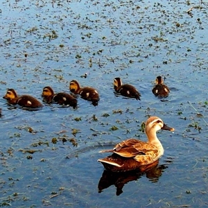 白洋淀湿地全域列为禁猎区全年为禁猎期