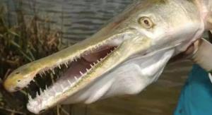“水中杀手”鳄雀鳝有多可怕?一条吃掉整湖鱼?还会咬人