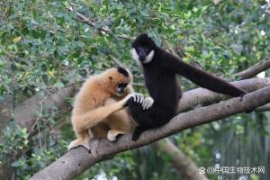继白鲟儒艮被宣布灭绝后 中国两种长臂猿野外灭绝