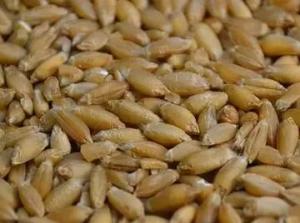 俄罗斯小麦迎大丰收 堆积如山却难出口 