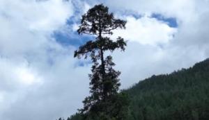 “中国第一高树”云南黄果冷杉准确高度 83.4米