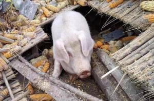 泸定地震家猪被埋45天后被发现 主人：掉了近100斤