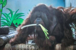 山东黑猩猩一天一棵大葱三四瓣蒜 园方：预防感冒