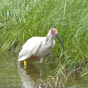 新華全媒+｜“鳥中國寶”朱鹮安家錢江源國家公園