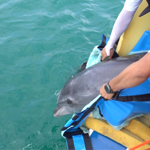 新华全媒+丨一群人与一只海豚的故事