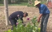 鱼目混珠！男子菜地里种罂粟和虞美人混一起 被依法行政处罚