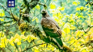 四川瓦屋山首次发现猛禽之王金雕 国家一级保护动物
