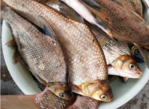 叮咚买菜关联公司被罚38万 销售不合格渔鲜类产品