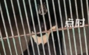 游客动物园发现断臂黑熊 园方回应：未虐待动物，黑熊送来时已断臂