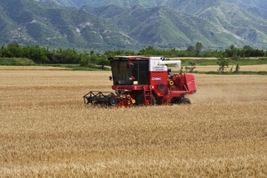 连续3天超1000万亩 “三夏”大规模麦收全面展开