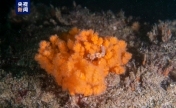 浙江发现省内迄今面积最大的穗软珊瑚群落