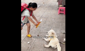 小女孩拿着奖状向路边的狗子炫耀 狗子的表情亮了