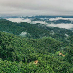 “普洱景邁山古茶林文化景觀”申遺成功