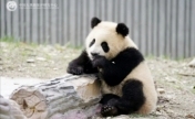 大熊猫“青糍”因肠梗阻并发死亡