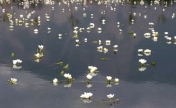 从花蕾到盛开！延时摄影记录海菜花绽放过程