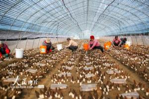 江苏如皋：采摘羊肚菌