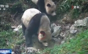 罕见！野生大熊猫同点位高频活动