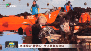 威海荣成:海洋牧场“叠叠乐”,生态修复有奇招
