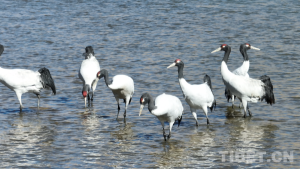 西藏南木林:黑颈鹤如期赴约 22年保护实现种群增长