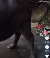 為賣牛給活牛注200多斤水！