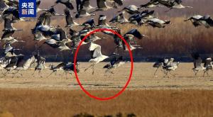 宁夏记录到丹顶鹤野外活动踪迹