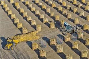 全链条发力 携手护粮安 科技赋能减损增效