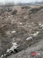 晋中一村民称家中120只羊被毒死 好友投毒震惊全村