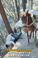 游客玩手机时被骡子货袋撞倒滚下山坡 谁的责任？