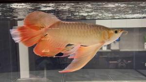 养鱼人给价值3万元龙鱼做手术 精细“医美”引关注